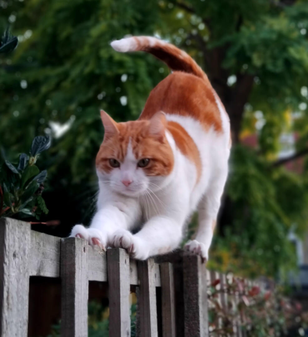 Cat Behaviour Support