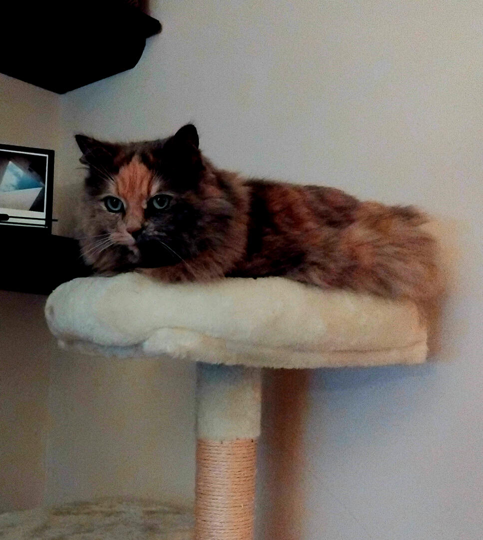 Cat Wellbeing Session